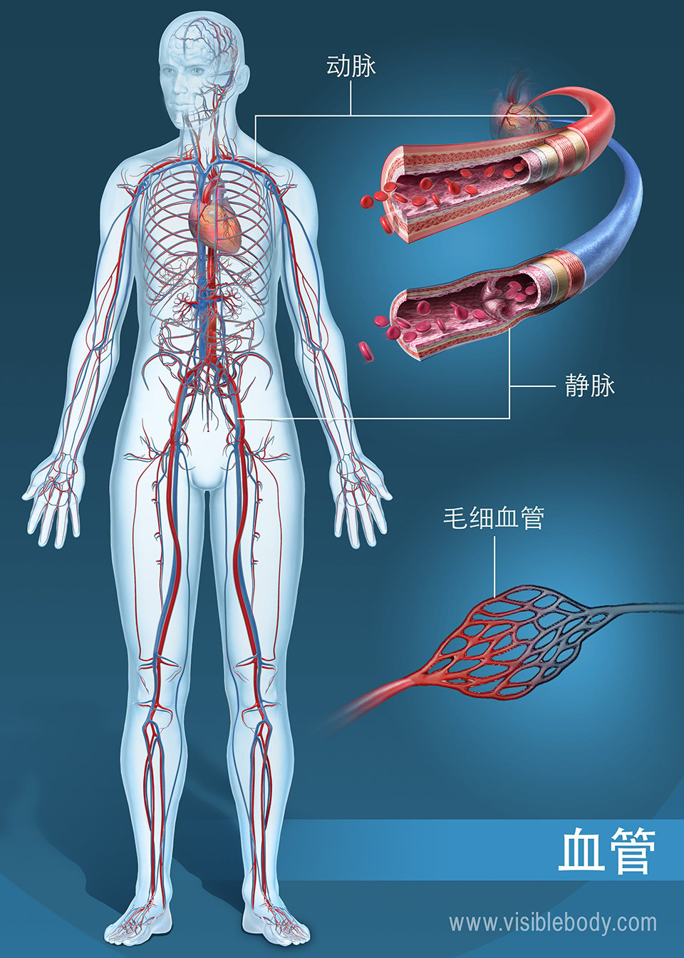 全身的动脉、静脉和毛细血管网络